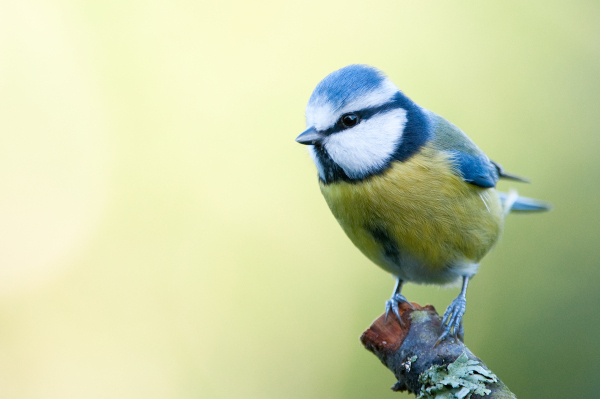 Mésange bleue (Cyanistes caeruleus) © J.-J. Carlier